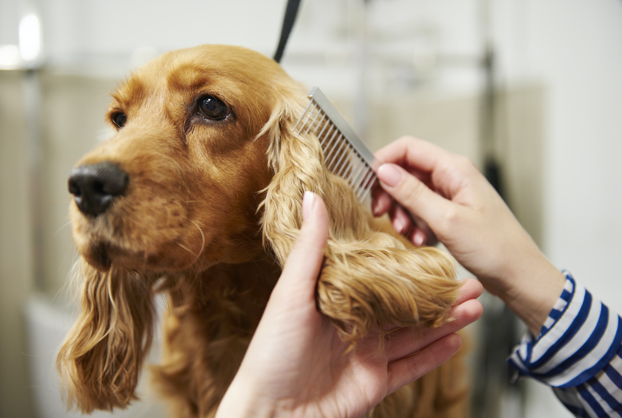 Hands of female groomer combing cocker spaniel's ear at dog grooming salon