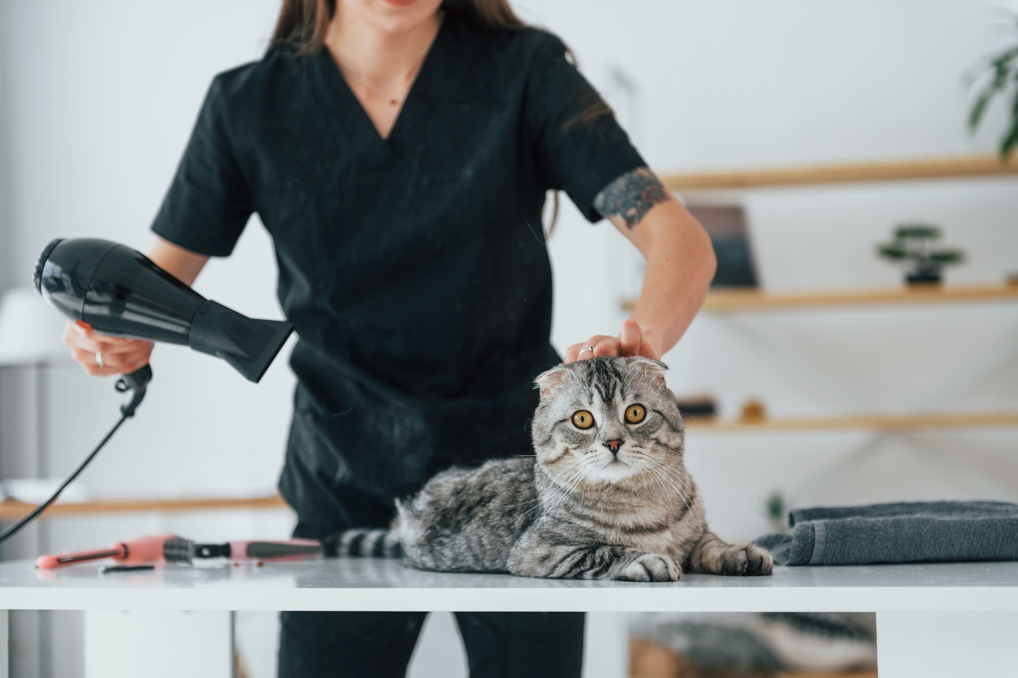 Woman using hair dryer. Scottish fold cat is in the grooming salon with female veterinarian