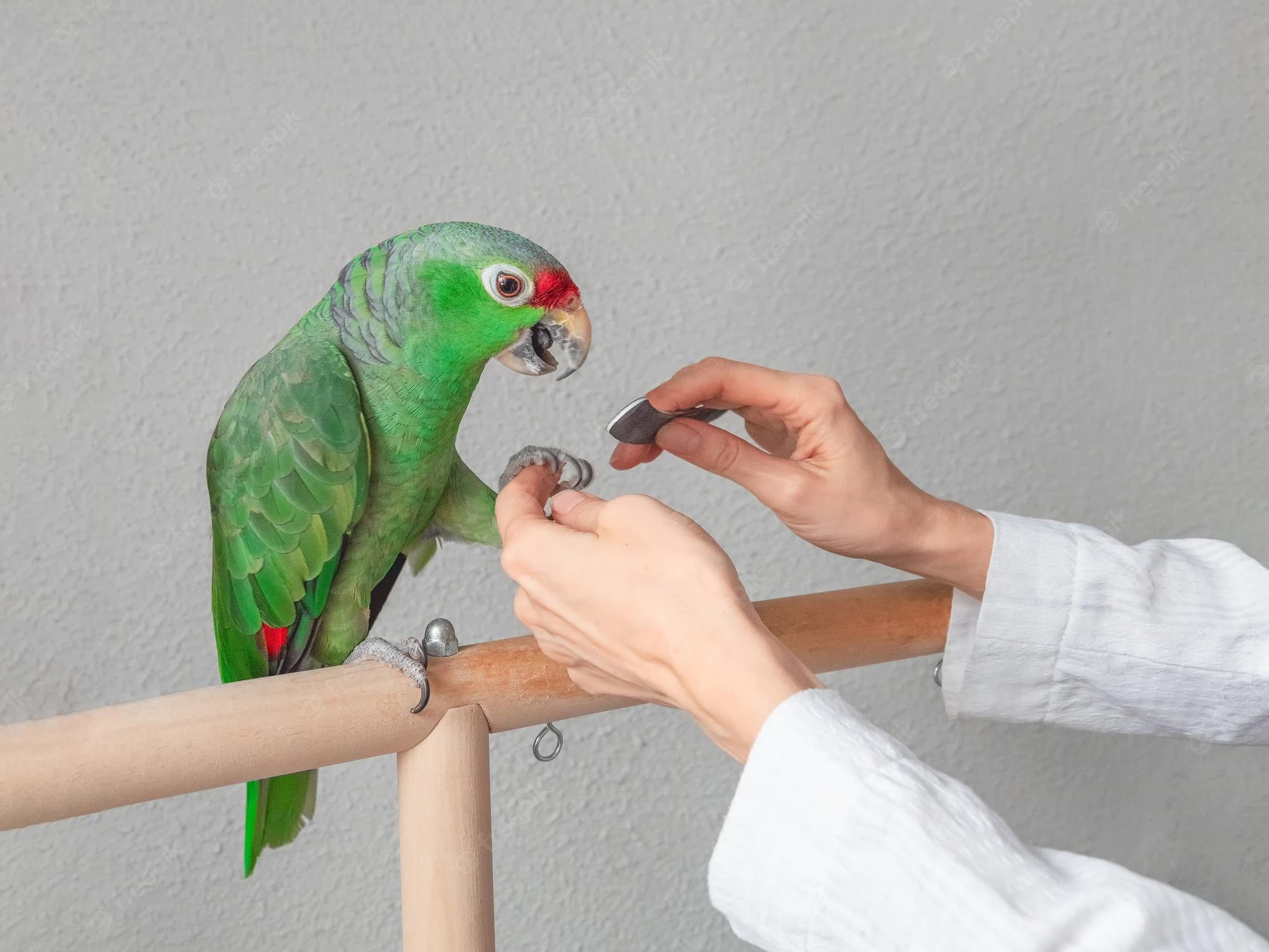 birds grooming services in UAE